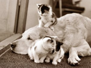 Golden Retriever adoptando gatitos 1964